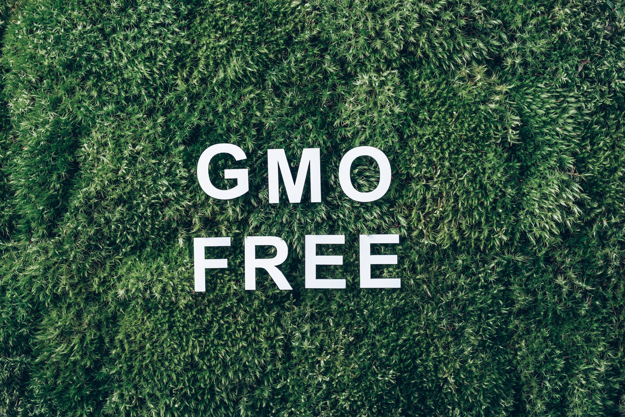 Inscription GMO FREE on moss, green grass background. Healthy diet concept